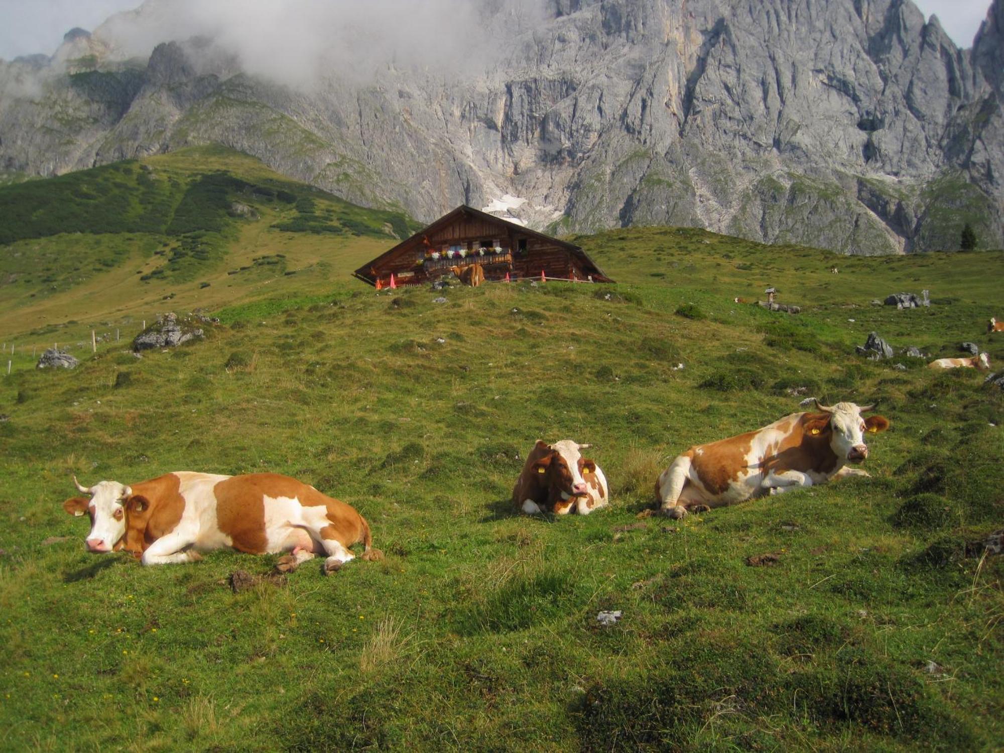 Apartmán Molteraugut Mühlbach am Hochkönig Exteriér fotografie