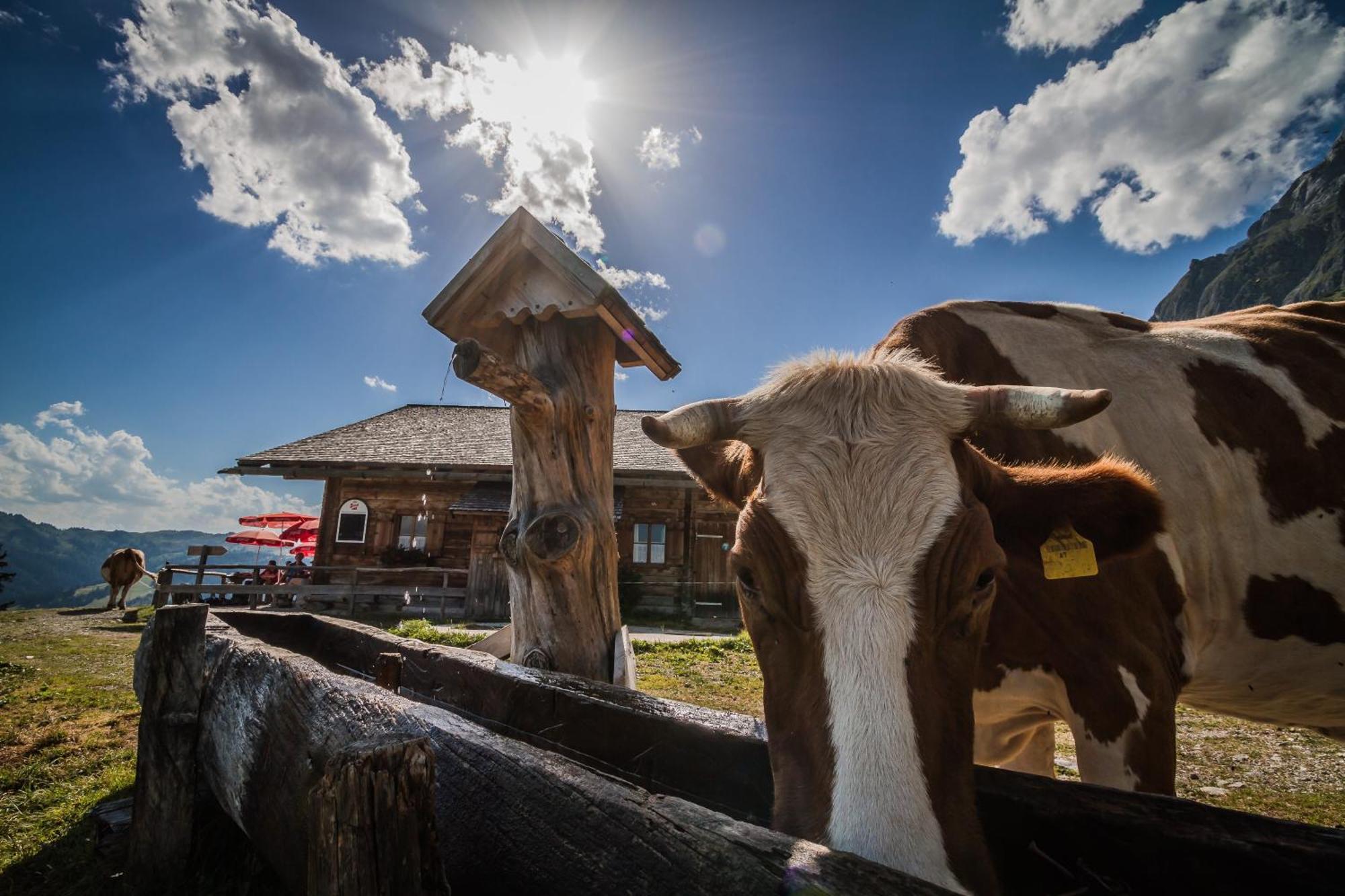 Apartmán Molteraugut Mühlbach am Hochkönig Exteriér fotografie